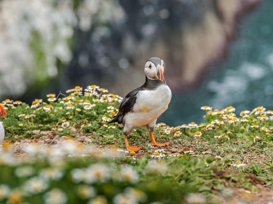 Skomer Island Puffin