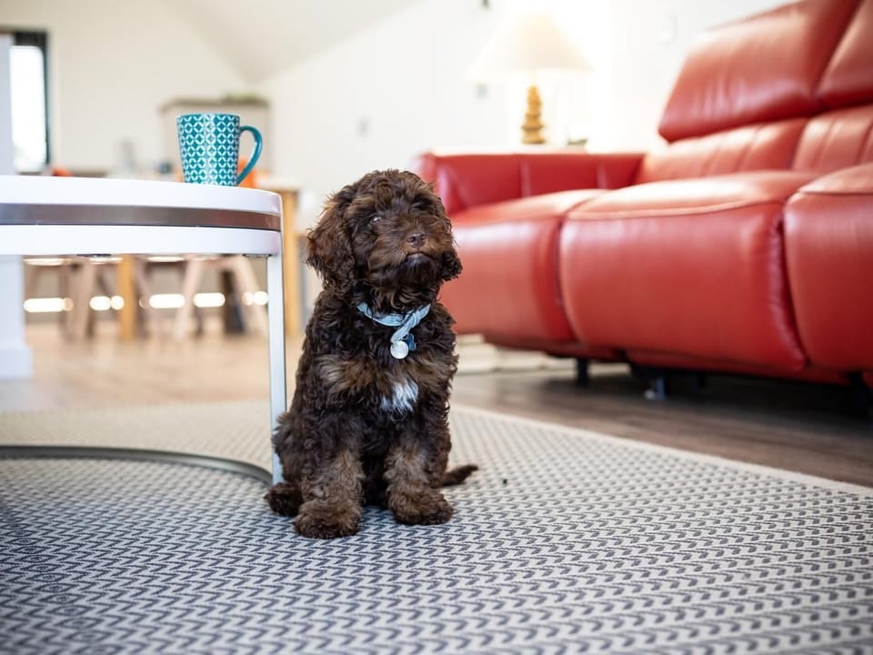 Dogs are always welcome 