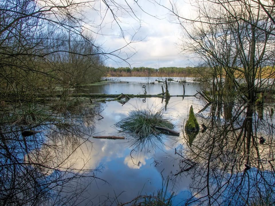 Take a day trip to Delamere Forest
