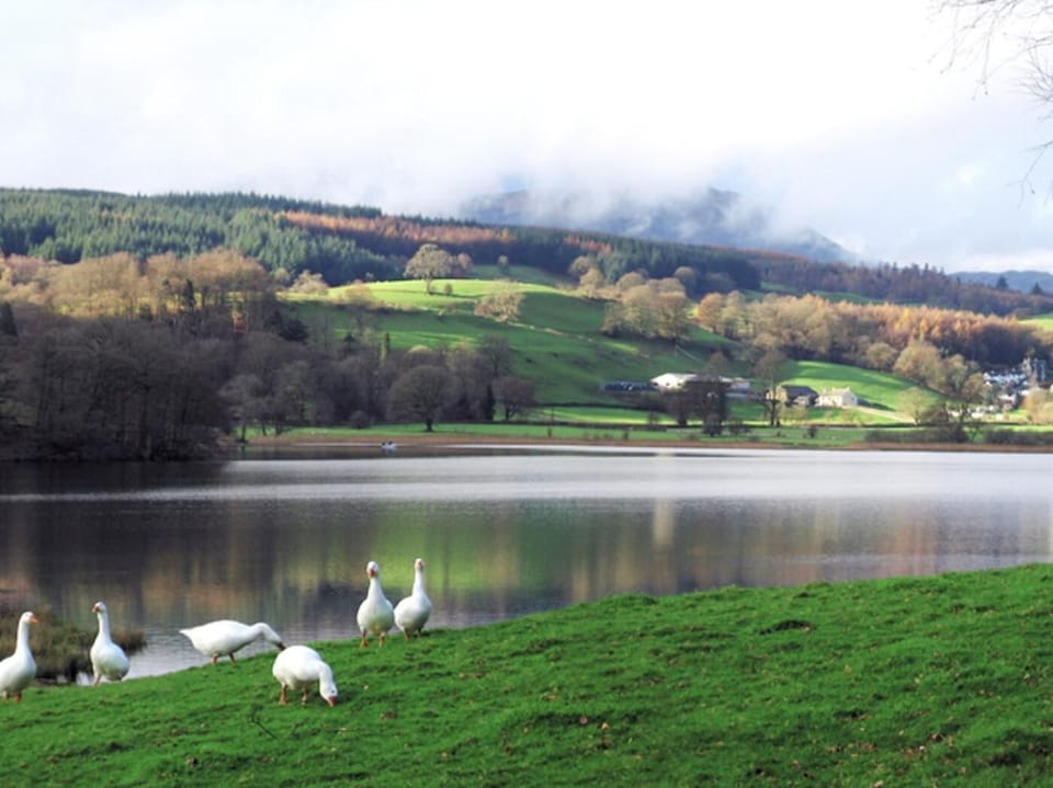 Ospreys can be seen swooping down to catch fish on Esthwaite Water