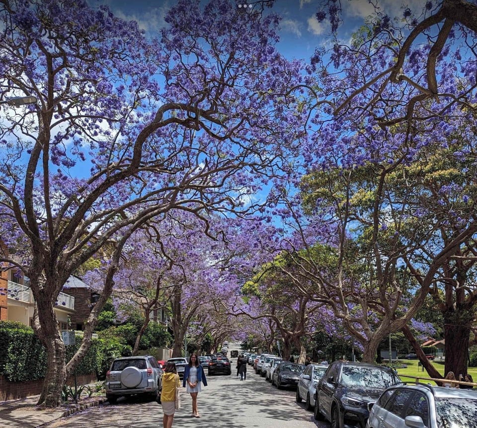 Famous Jacaranda street in Kirribilli ( Nov - Dec )