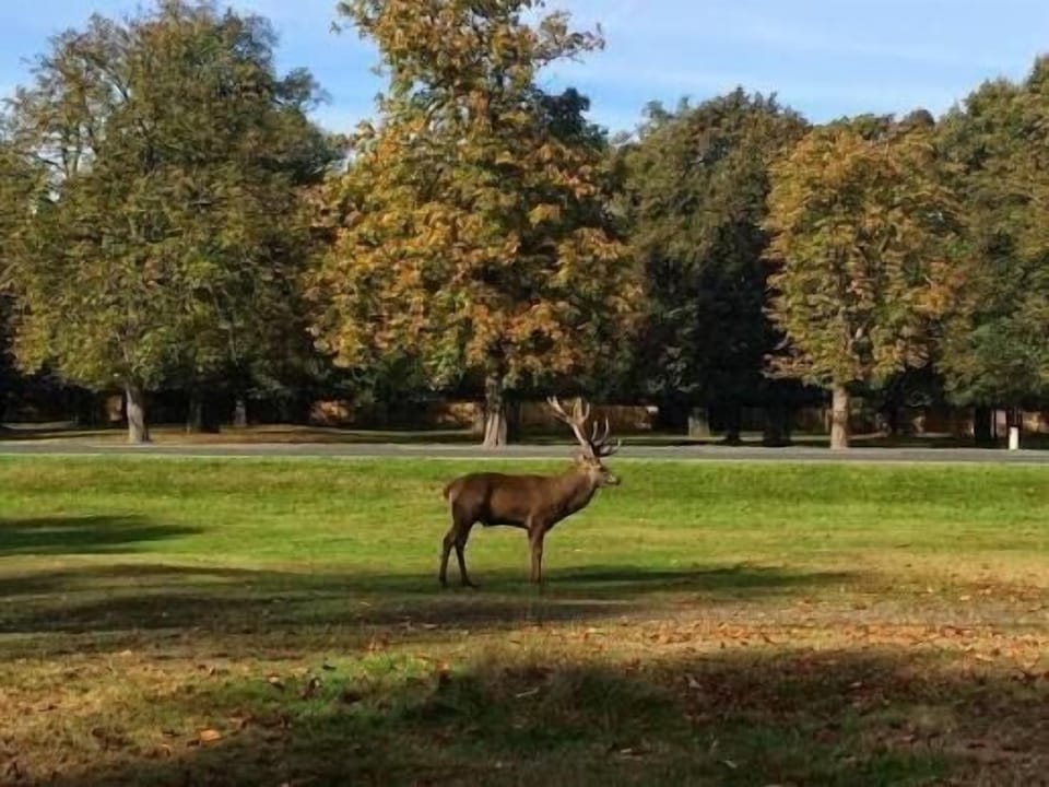 Bushy Park 