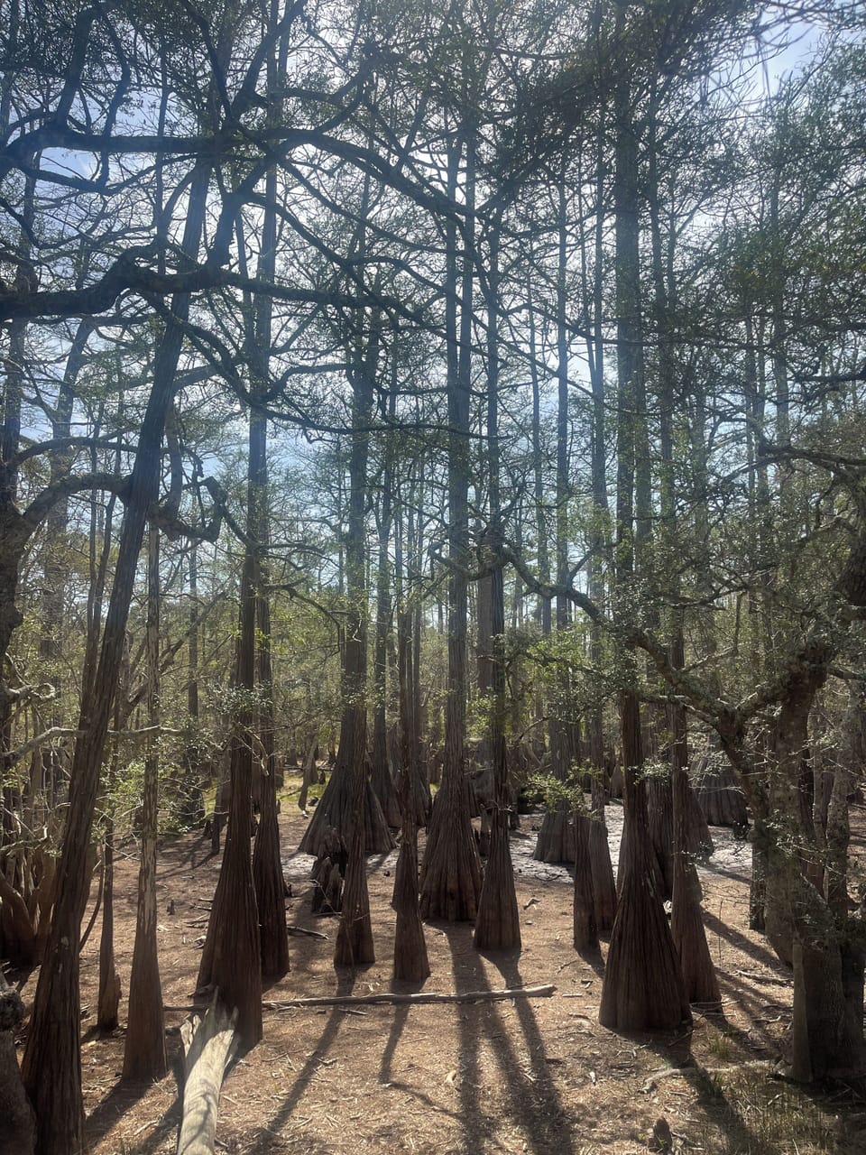 State Forest with Trails Behind House