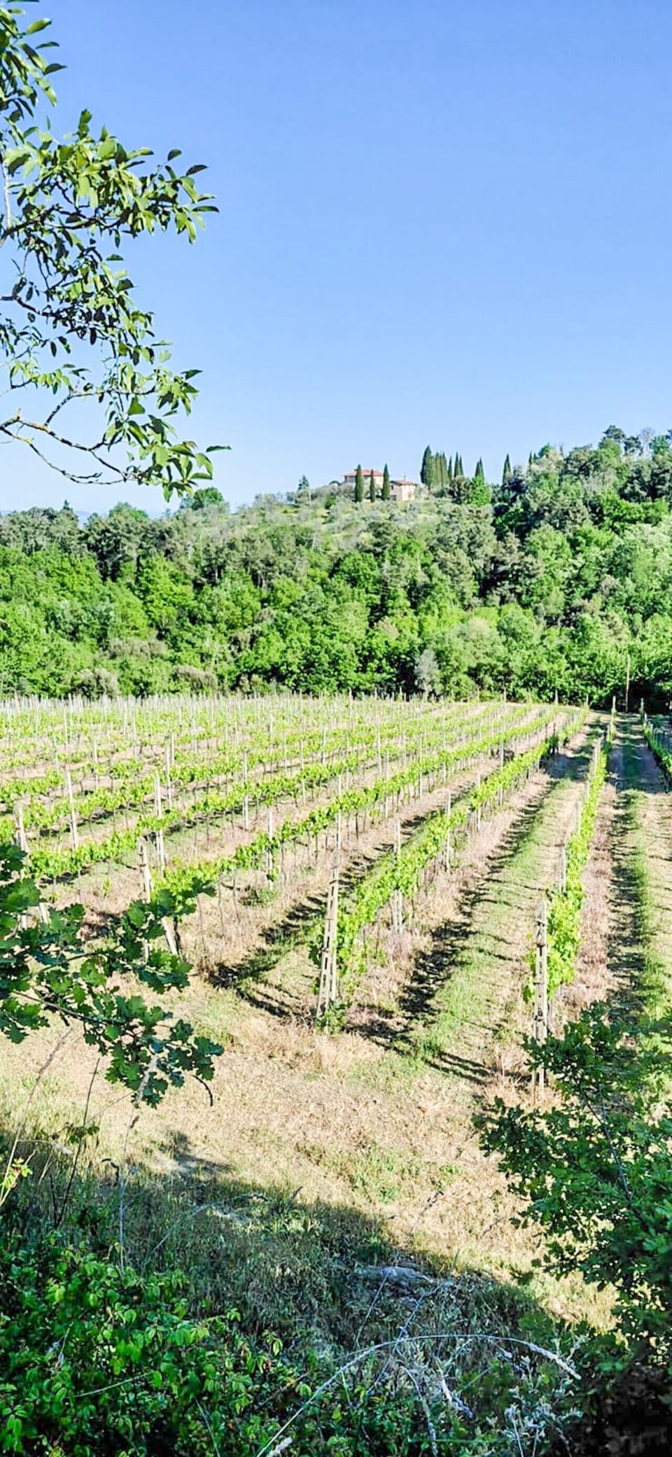 266_Tenuta San Lorenzo_23