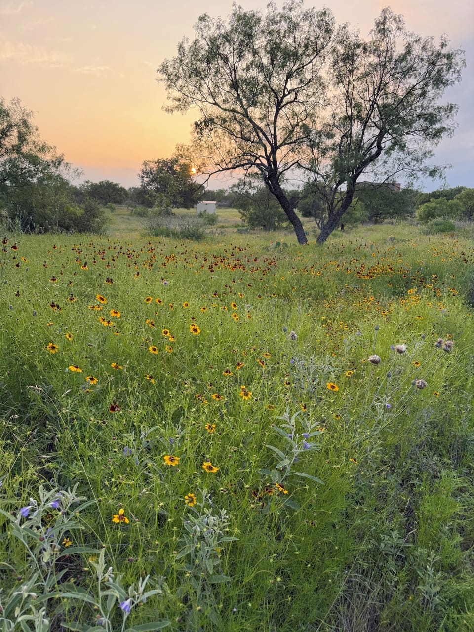 Spring Wildflowers