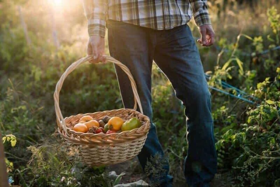 Pick Fresh Vegetables From The Garden