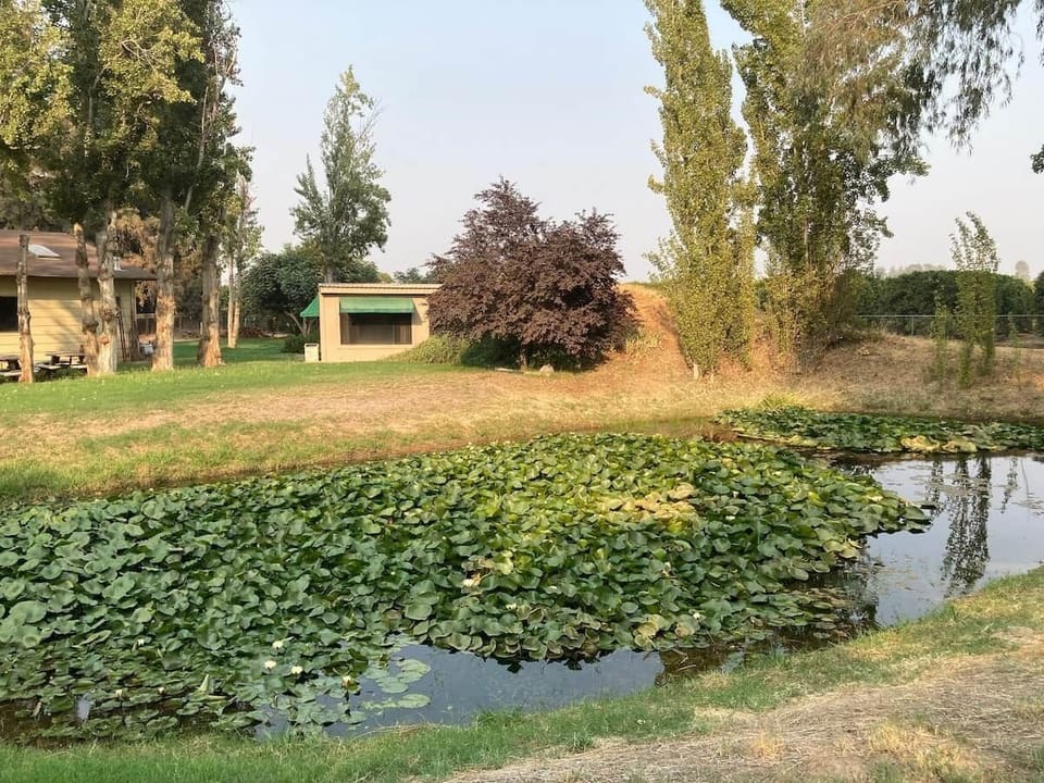 Garden/Pond