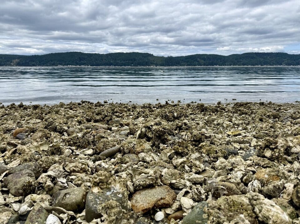 Tidal oyster bed
