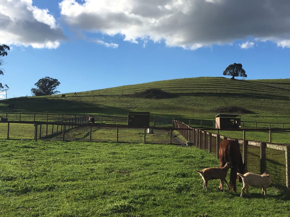 Scenic farm paddocks with rolling hills, open skies, and friendly animals