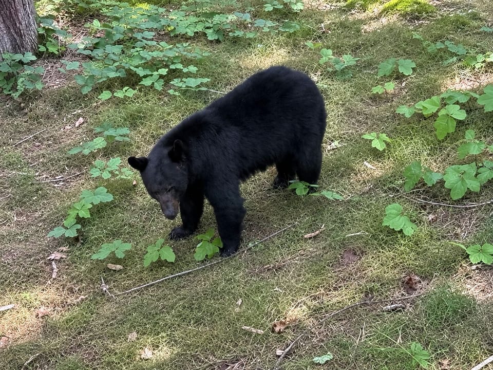 Your unofficial welcome committee. 🐻🌿