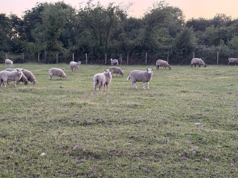 Surrounding Fields