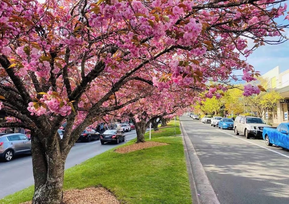 Leura in Cherry Blossom Time