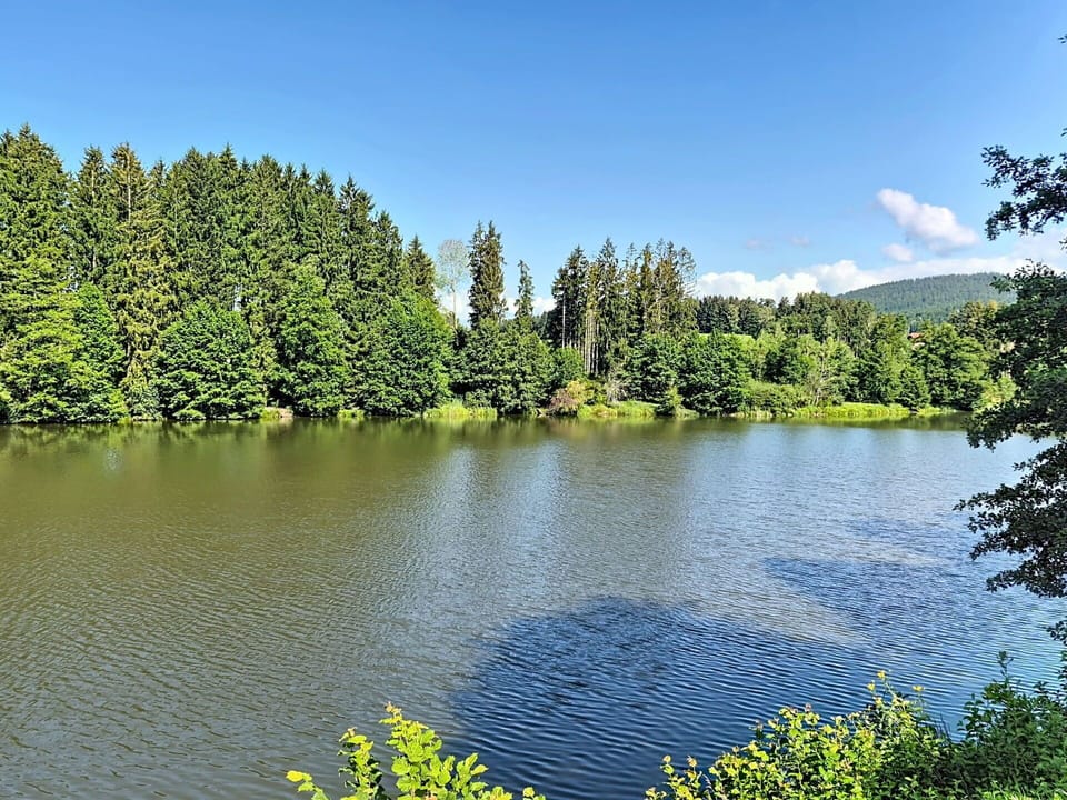 Water, Water Resources, Body Of Water, Tree, Nature, Green, Natural Environment, Natural Landscape, Watercourse, Forest