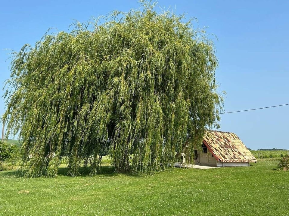 cabin 