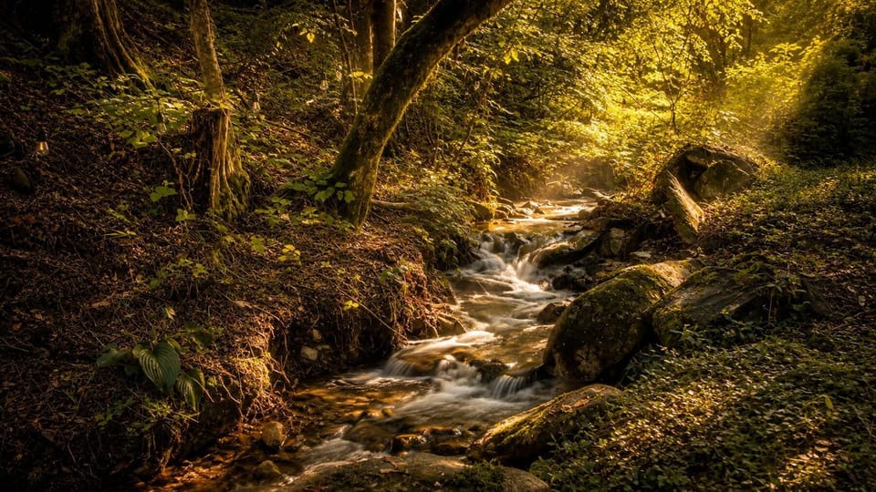 Listen to the soothing sounds of the private creek just steps from the cabin.