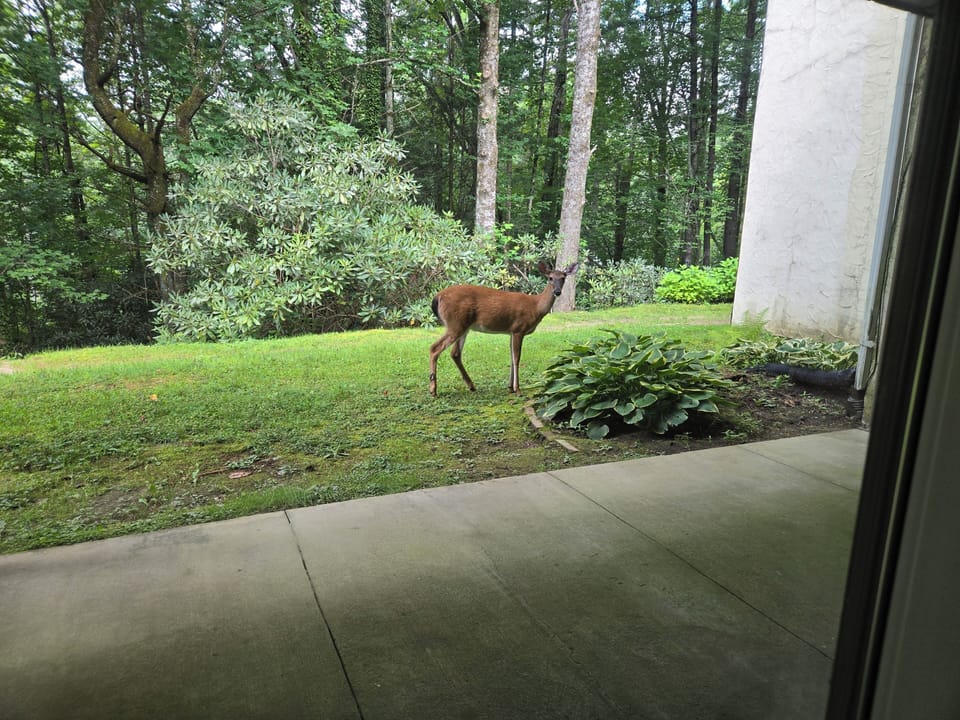 View from property