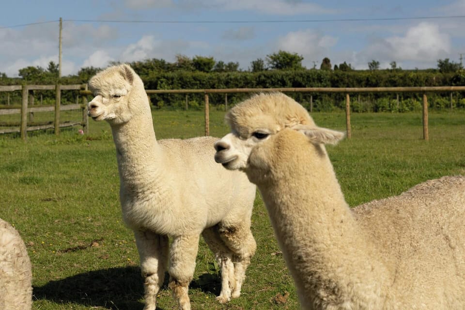 Two alpacas facing left in a field with trees in the background
