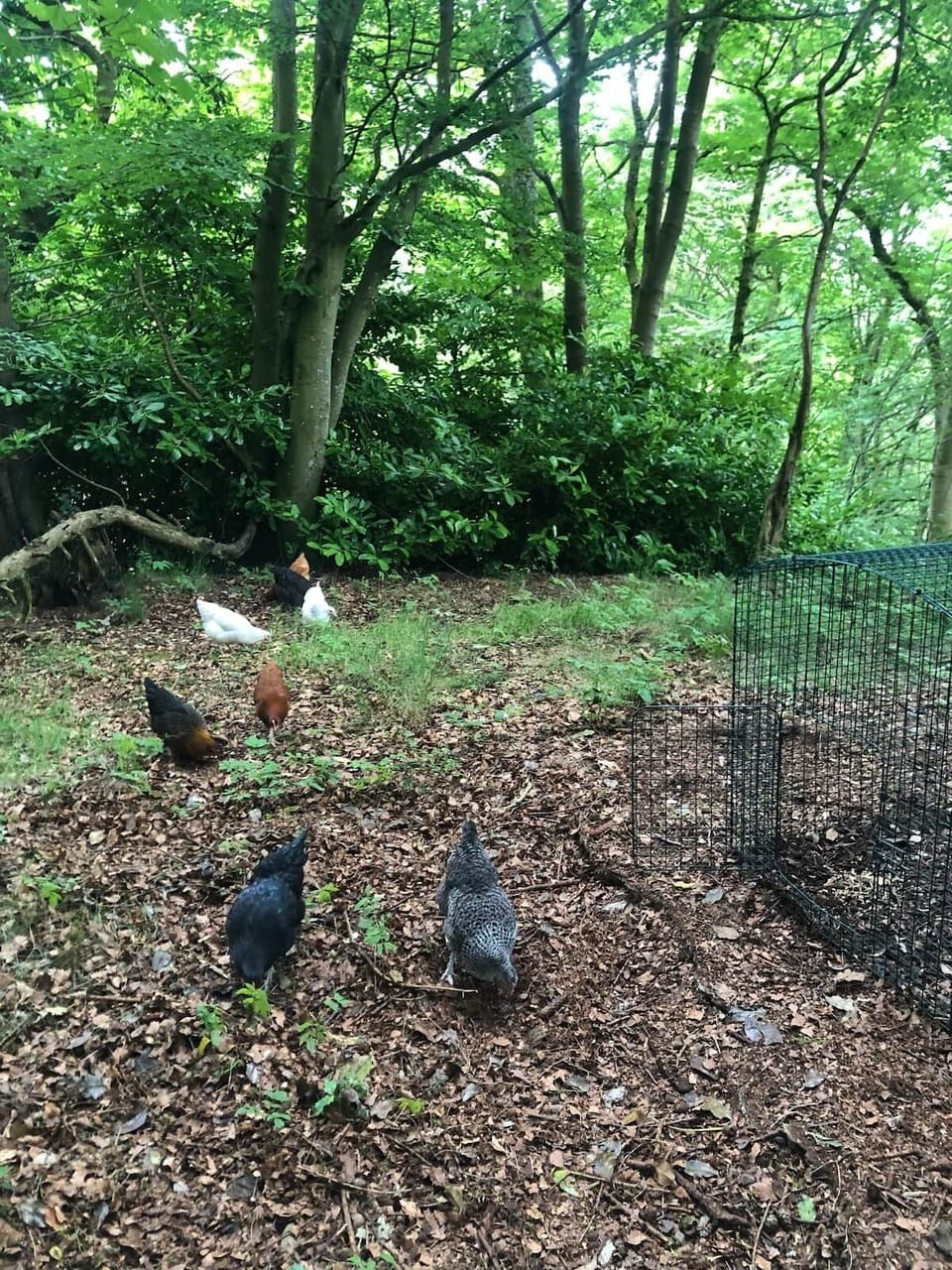 Our free range chickens. When they lay you’re welcome to collect eggs from their coop. 