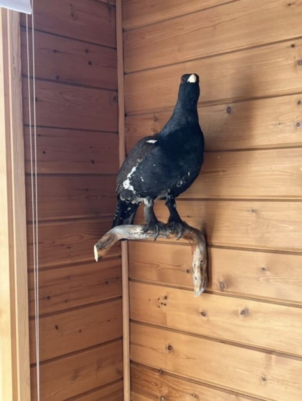 Decorative bird ornament adding character to the wood-panelled interior.