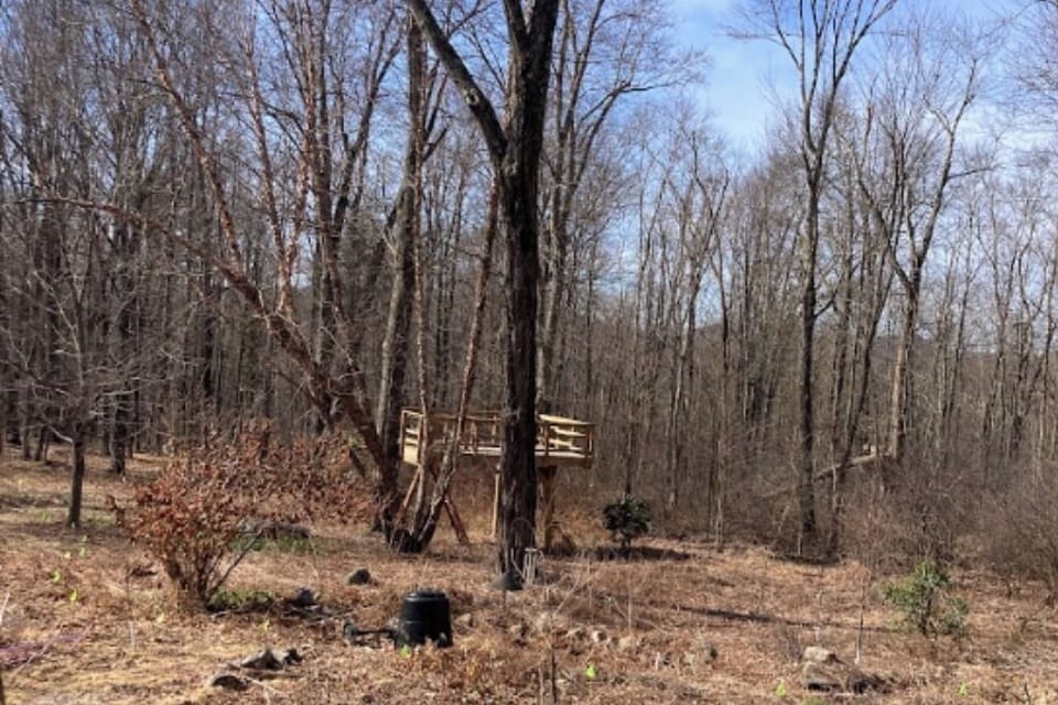 Back yard forest/viewing deck in the fall. 