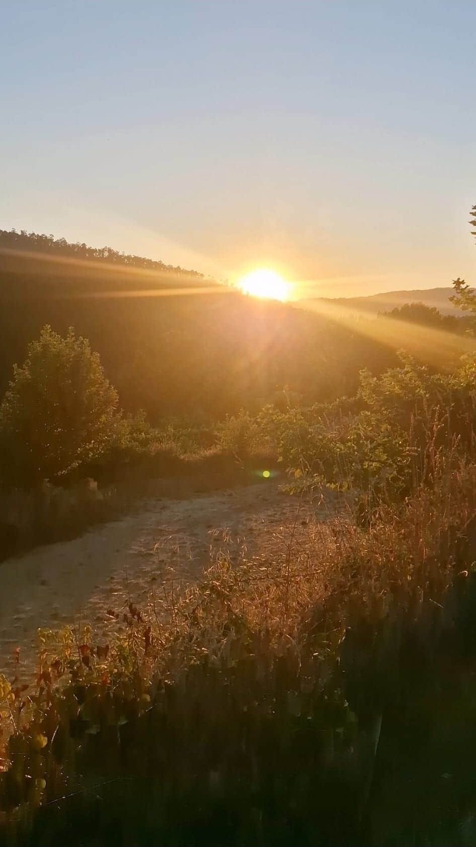 Golden sunset