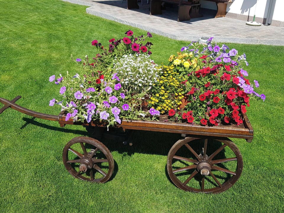 Flower, Wheel, Garden, Petal, Pink, Floristry