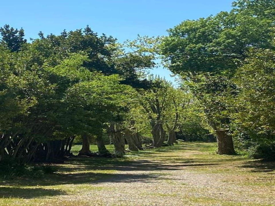 Region [summer] (>5 km)