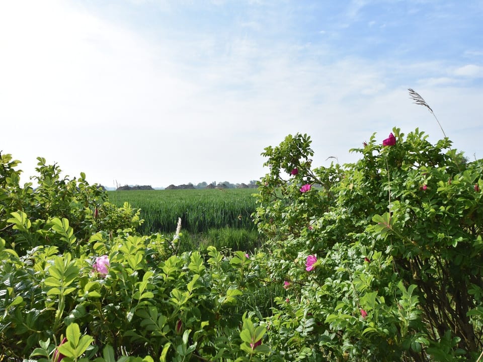 View from Holiday Home [summer]