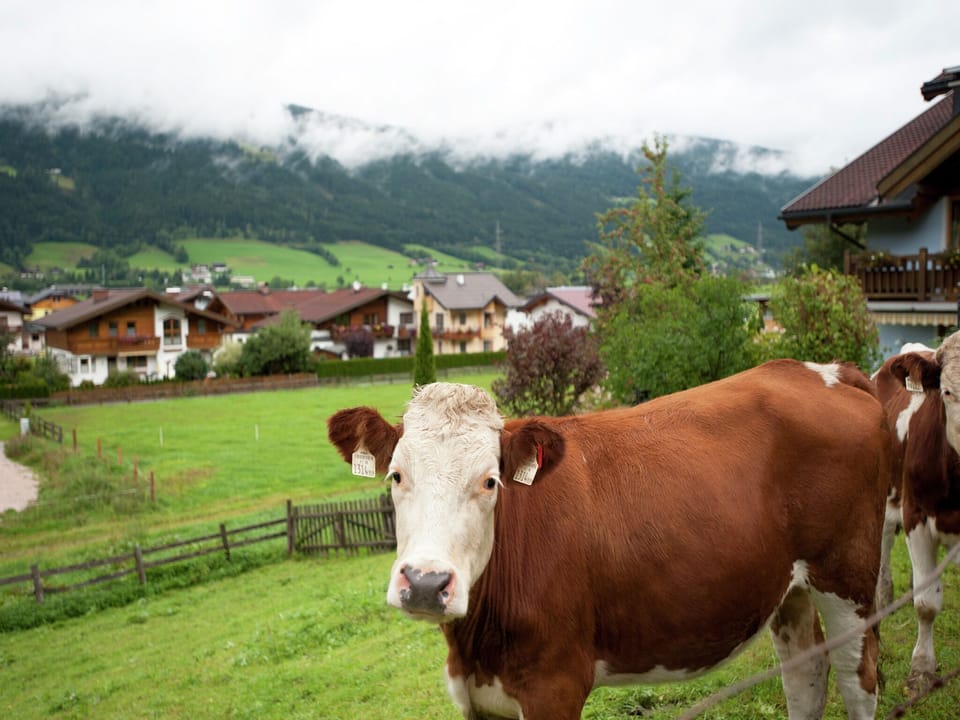 Immediate Surroundings [summer] (<1 km)