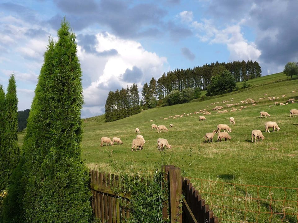 Region [summer] (>5 km)