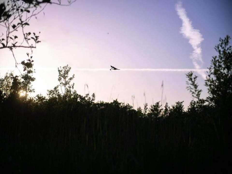 Region [summer] (>5 km)