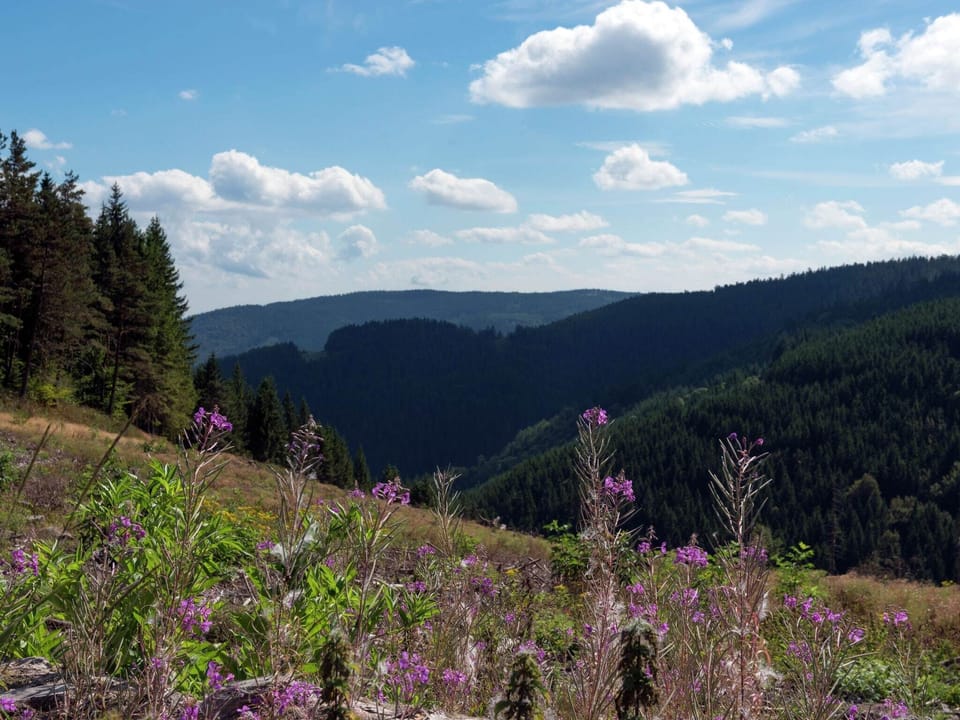 Immediate Surroundings [summer] (<1 km)