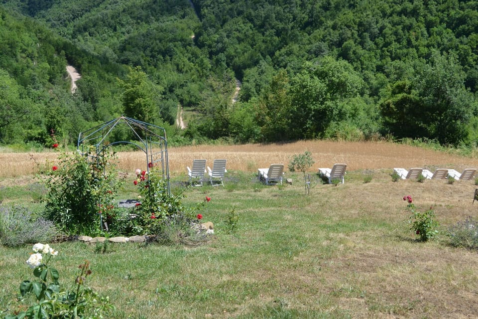 Garden [summer]