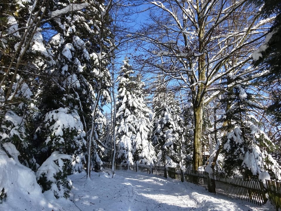 Garden [winter]