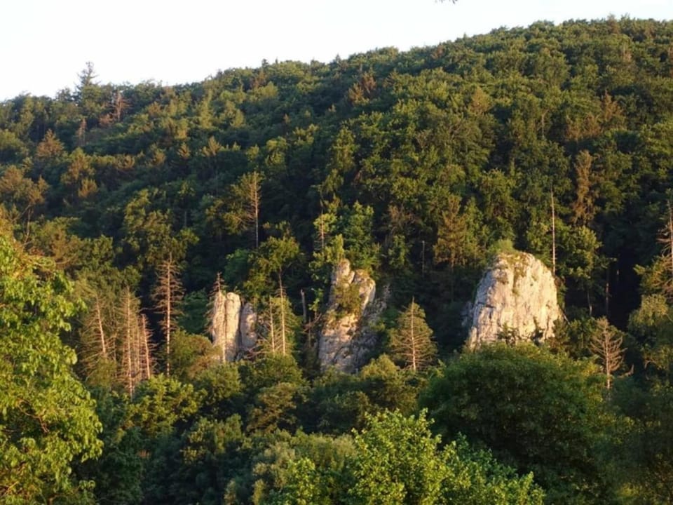 Region [summer] (>5 km)