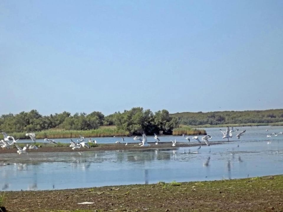 Region [summer] (>5 km)