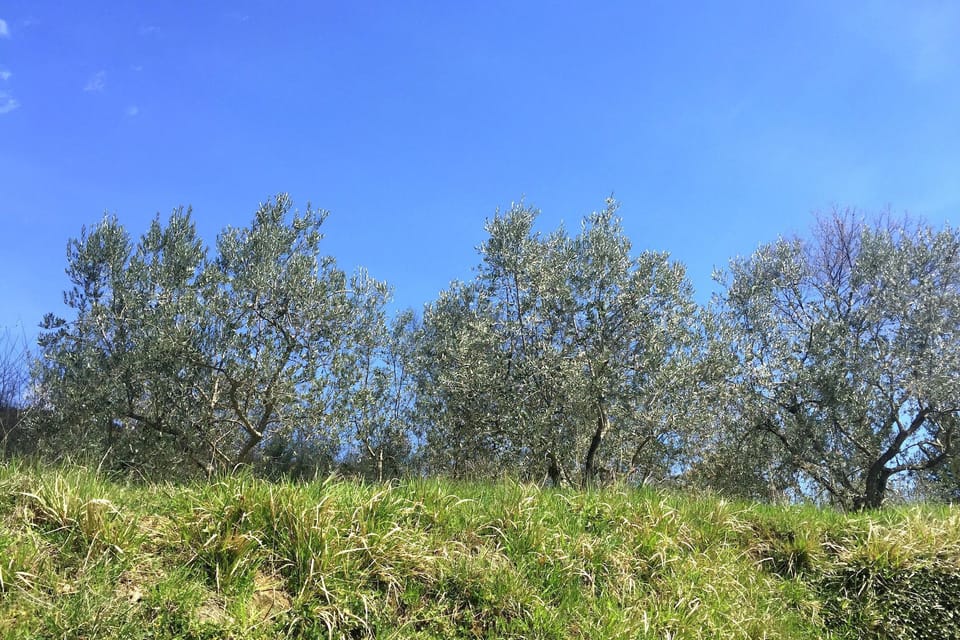 Immediate Surroundings [summer] (<1 km)