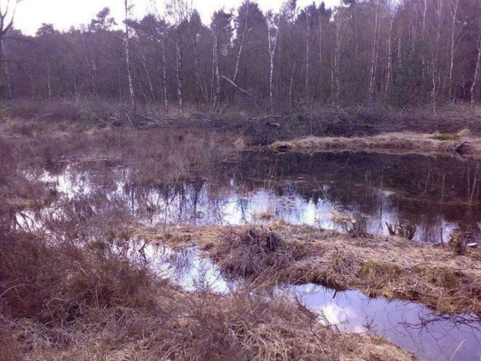 Immediate Surroundings [winter] (<1 km)