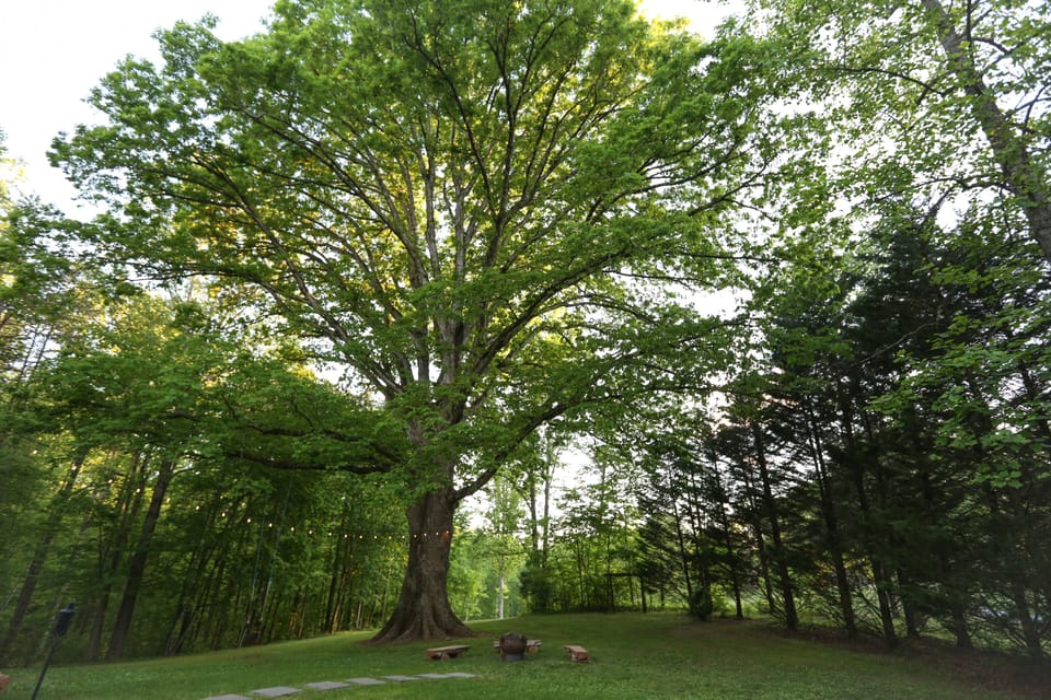 Magnificent Oak
(so named “The Tree” house) 