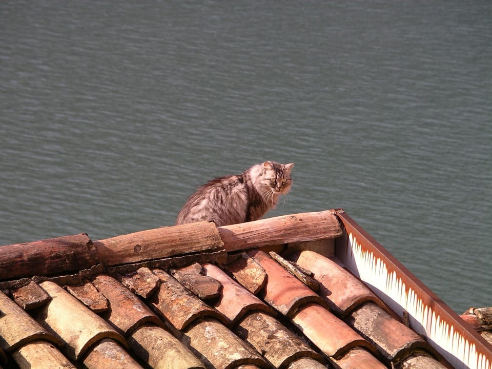 Our cat on the roof of the Casa Parrucchiere