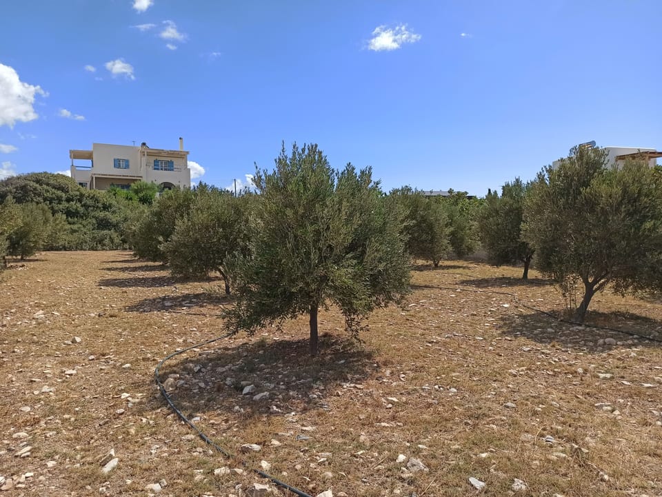Our Olive trees 