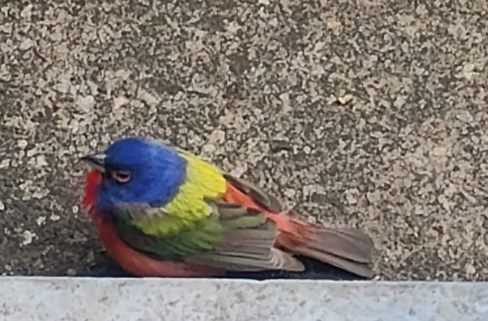 Be on the lookout for the male painted bunting