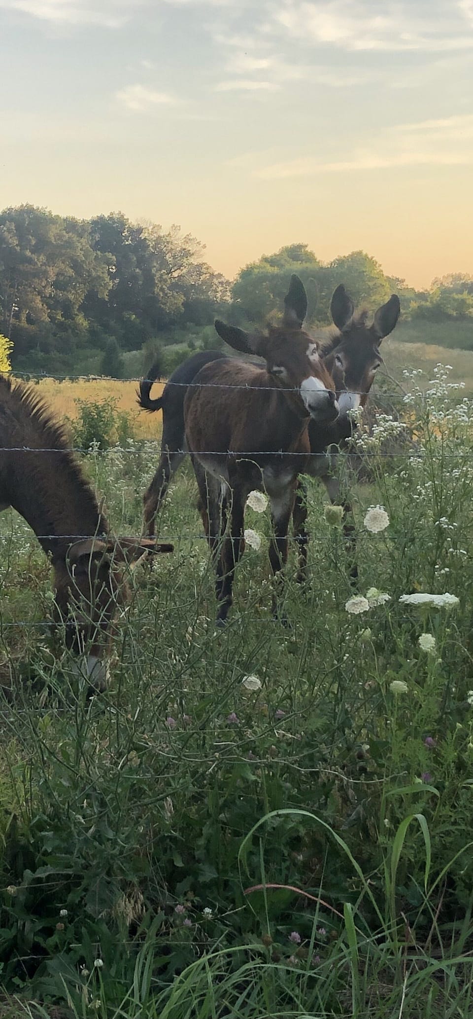 The neighbors 