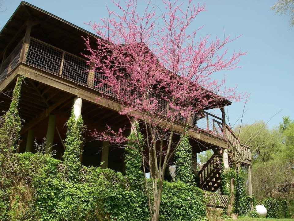 Log Treehouse Overlooking the Colorado River