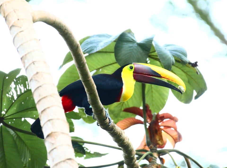 Toucans fly by the house daily