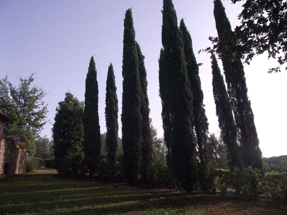 Garden: Sunrise on the Cypresses