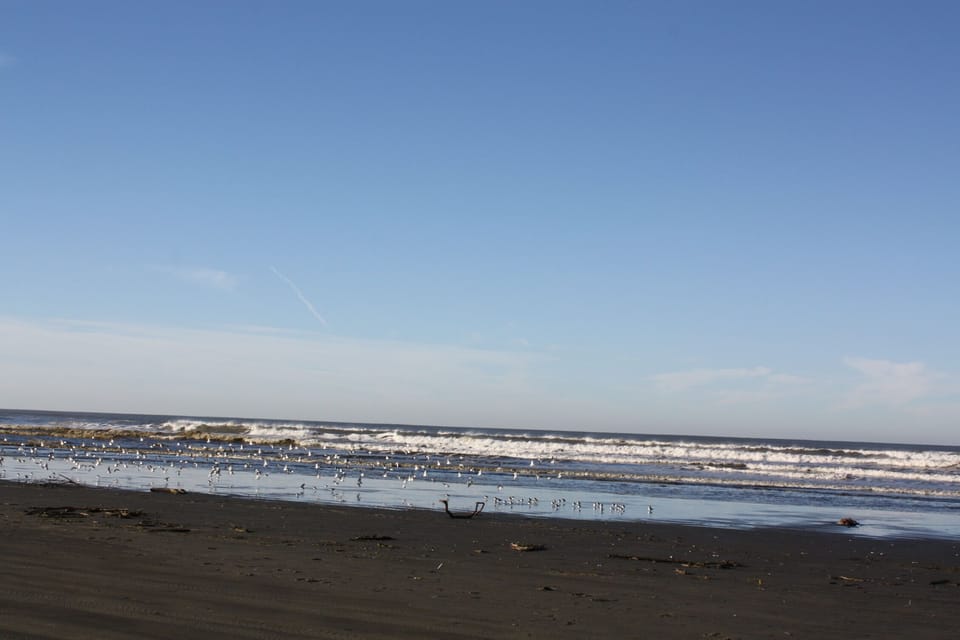 Beach birds