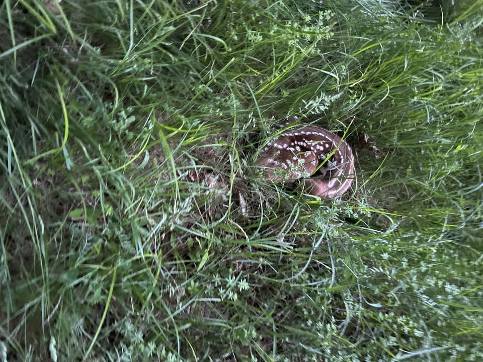 You never know what you will find in a field of green! 