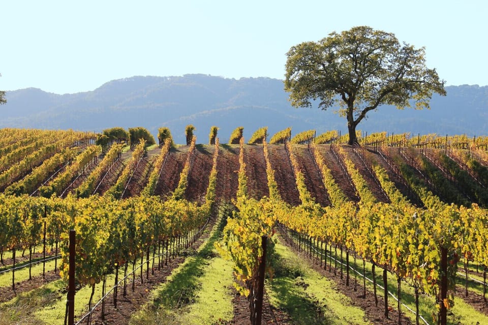 Vineyard in the summer
