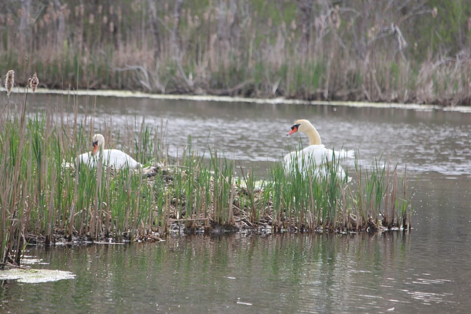 Swans at Nearby Crab Creek